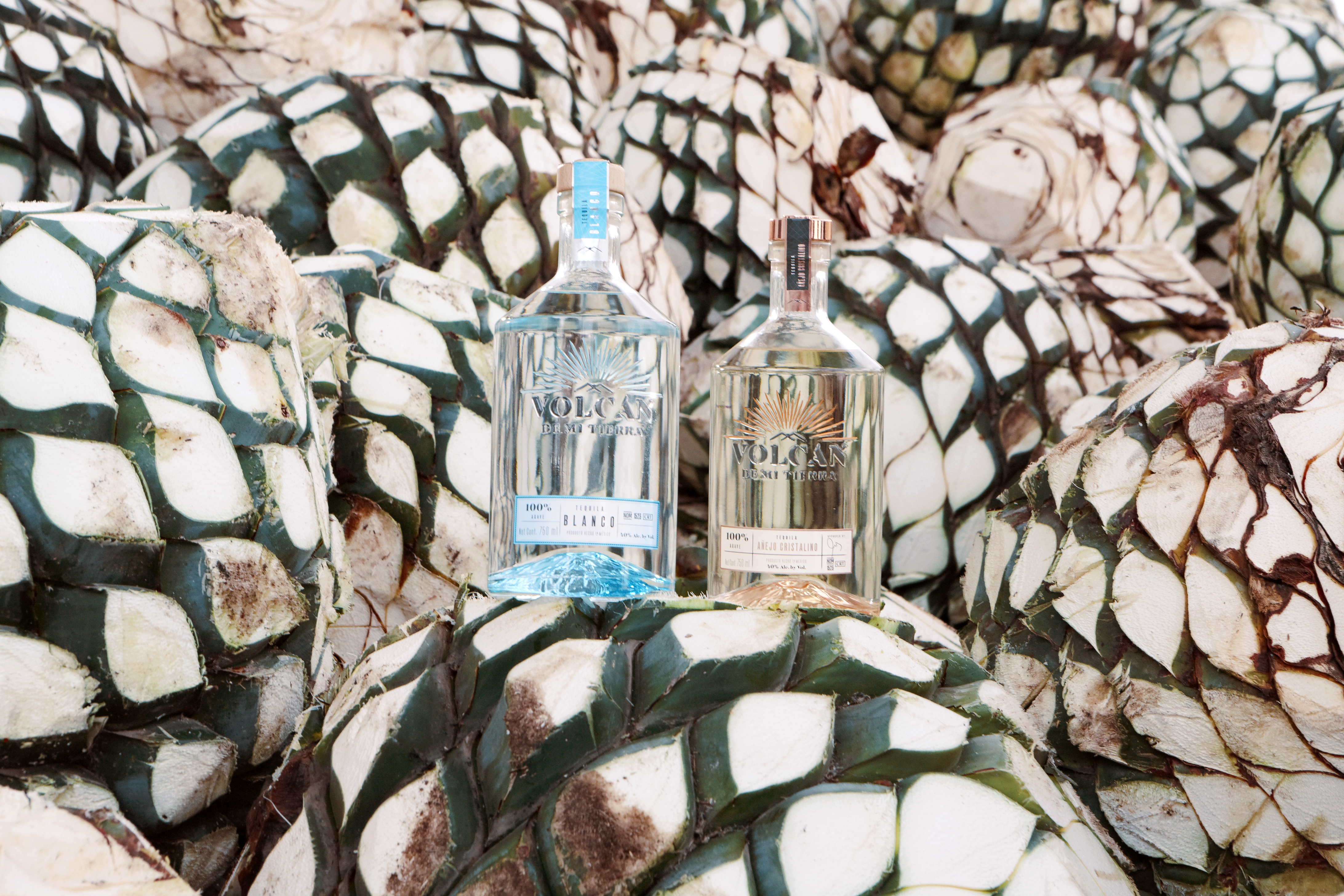 Tequila: Best of Agave